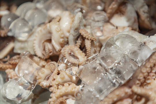 八爪魚(yú)小章魚(yú)