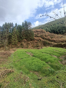 草場
