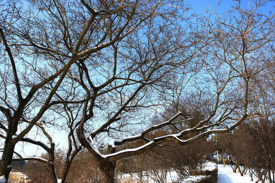 銀河公園雪景