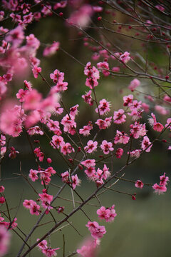 盛開(kāi)的紅梅花