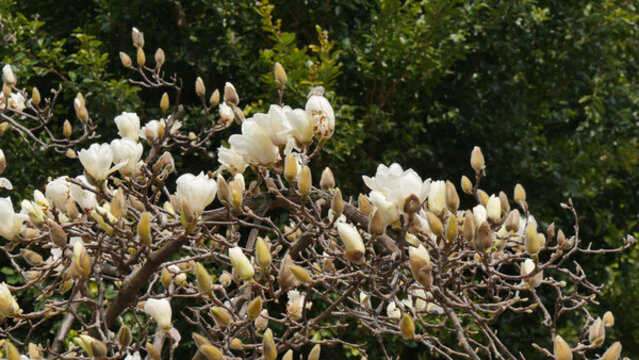 玉蘭花