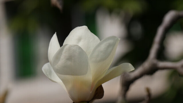 玉蘭花