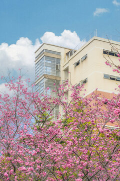 华南农业大学校园樱花