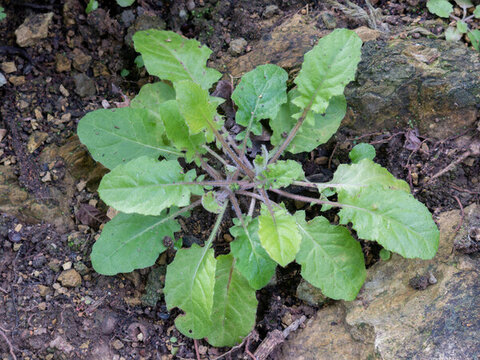 戶外野生的黃鵪菜