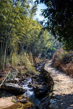 山澗竹林溪流