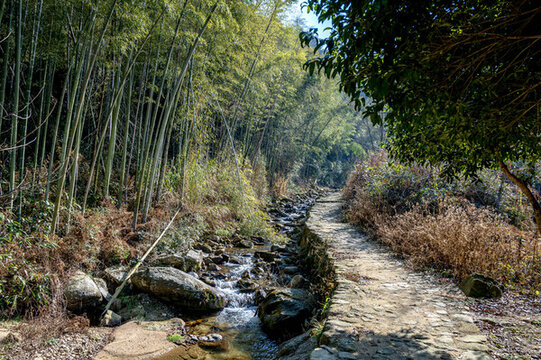 山間竹林小路
