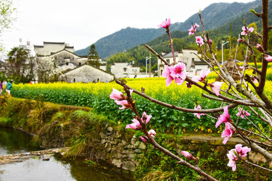 桃花綻開