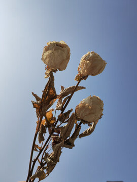 白色玫瑰干花