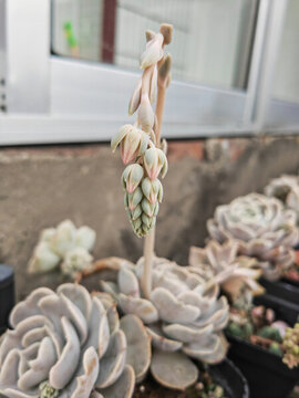 多肉花箭