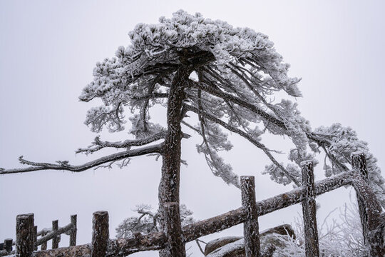 冬季雪后登山賞霧凇美景