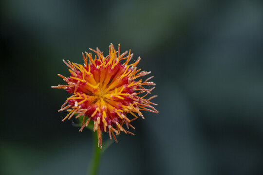 紅鳳菜