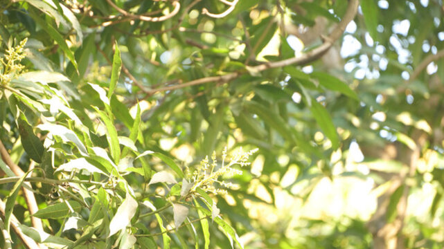 樹(shù)葉