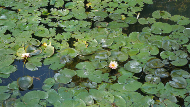 蓮花