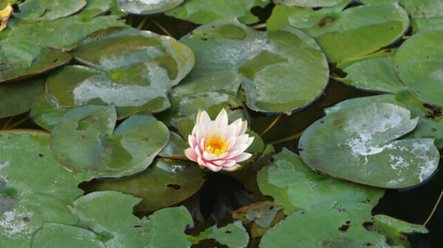 蓮花
