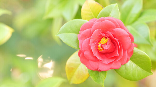 茶花