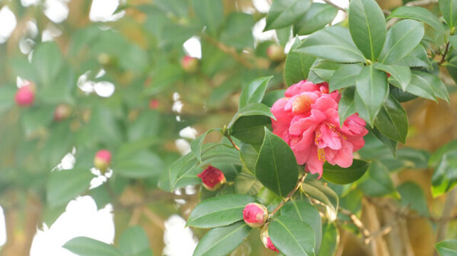 茶花