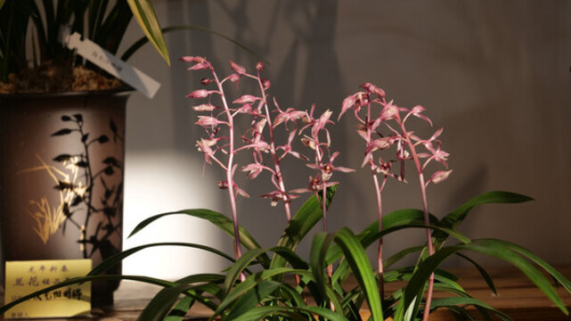 蘭花
