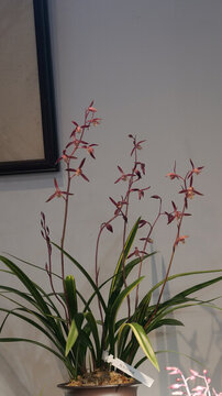 蘭花