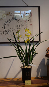 蘭花