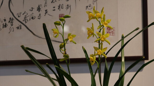 蘭花