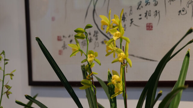 蘭花