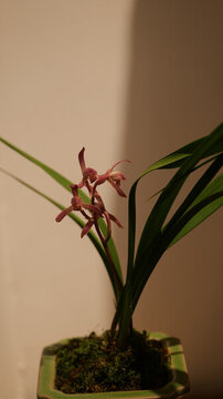 蘭花