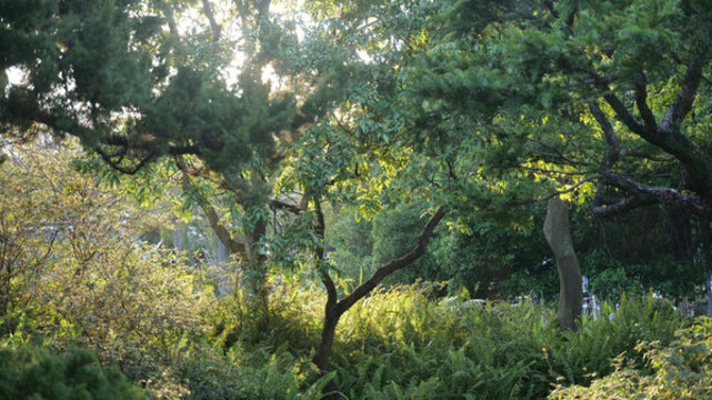 樹林