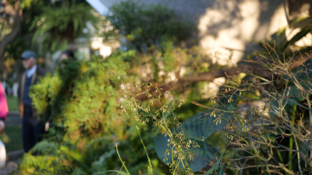 蕨類