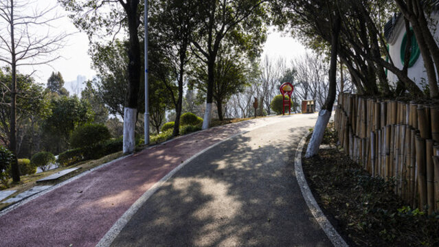 公園林蔭道