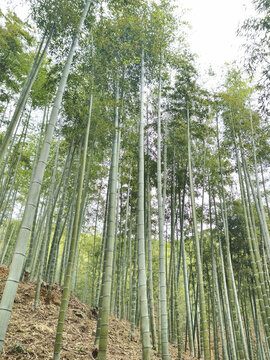 中國大竹海旅游區(qū)