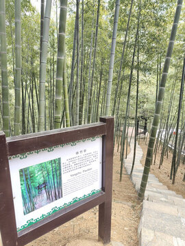 中國大竹海旅游區(qū)