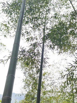 中國大竹海旅游區(qū)