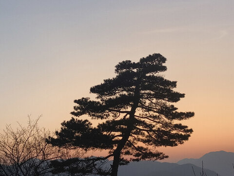 晚霞樹(shù)影