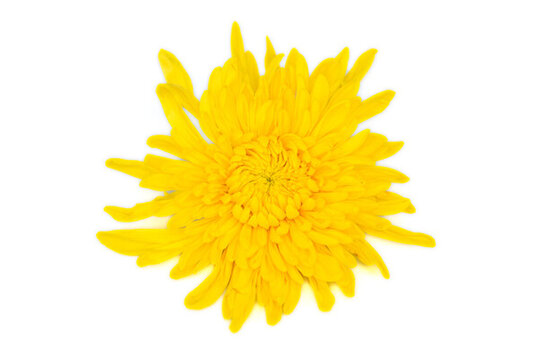 室內(nèi)棚拍一朵盛開的金菊花