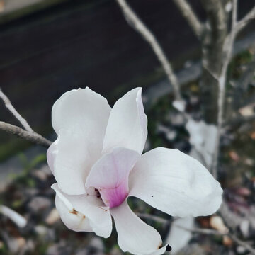 玉蘭花