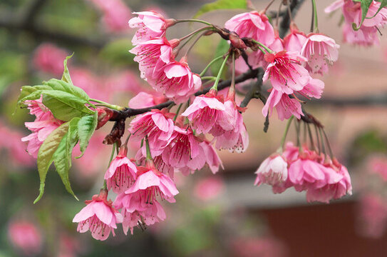 春天植物園里盛開的高盆櫻桃花