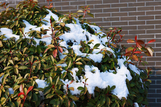 冬雪里的紅葉石楠