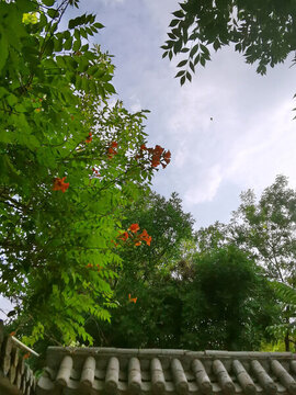 天空綠植