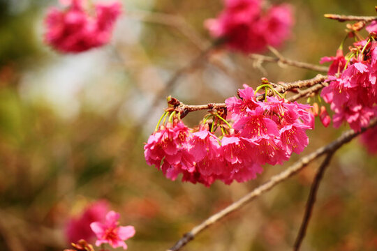 山櫻花