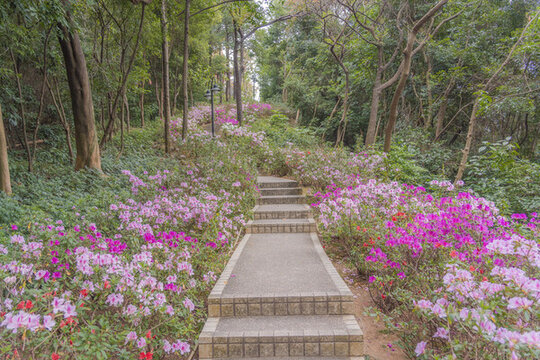 麓湖公園鴻鵠樓下的杜鵑花