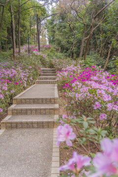 麓湖公園鴻鵠樓下的杜鵑花
