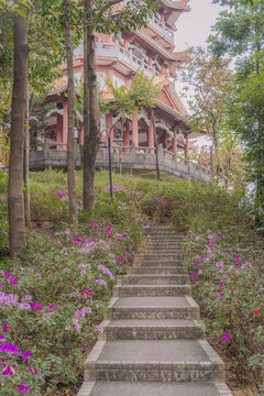 麓湖公園鴻鵠樓下的杜鵑花