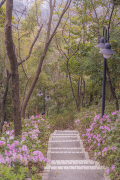 麓湖公園鴻鵠樓下的杜鵑花