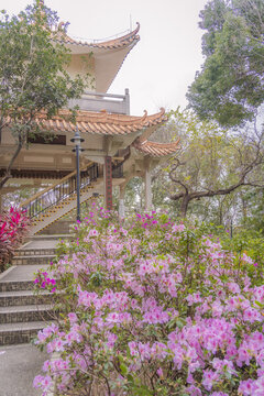 麓湖公園鴻鵠樓下的杜鵑花