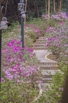 麓湖公園鴻鵠樓下的杜鵑花