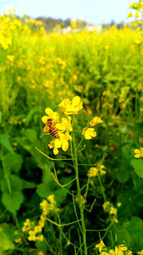 油菜花