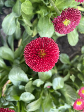 雛菊