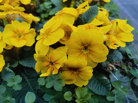 黃色報(bào)春花