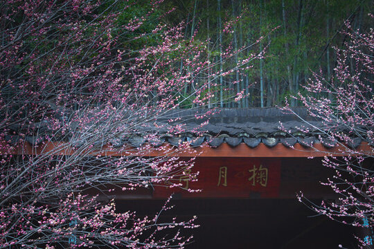 杭州靈峰探梅掬月亭