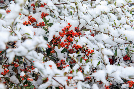 雪中紅果